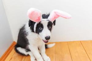 frohes ostern-konzept. lustiges porträt des niedlichen smilling welpen-hunde-grenzcollies, der osterhasenohren zuhause zu hause trägt foto