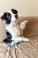 lustiges Porträt eines süßen, lächelnden Hündchen-Border-Collie auf der Couch. neues nettes Mitglied der Familie kleiner Hund zu Hause, der anstarrt und wartet. Haustierpflege und Tierkonzept. foto