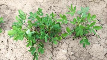 Anbau von Bio-Erdnüssen, Erdnusssträucher im Freien wachsen im Gemüsegarten im Boden. Erdnussbaum in landwirtschaftlichen Plantagen foto