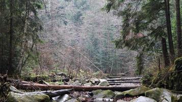 Landschaft eines Gebirgsflusses im Wald im Frühherbst und im Spätsommer. Wasser in einem natürlichen Bach. schöner und entspannender Wald mit einem Fluss. Fluss tief im Bergwald. Natur Zusammensetzung. foto