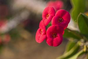 rote Kaktusblume foto