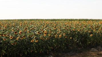 ein feld von schönen und hellen sonnenblumen, himmel und wolken im hintergrund. Ökologie-Konzeptfoto. Landwirtschaftliche Industrie. schöne Landschaft foto