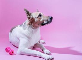 gemischte Rasse niedliches Hundeporträt auf rosa Hintergrund foto