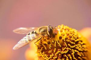 honigbiene bedeckt mit gelbem pollengetränk nektar, bestäubende blume. inspirierender natürlicher Blumenfrühling oder blühender Gartenhintergrund des Sommers. Leben von Insekten, extreme Makro-Nahaufnahme, selektiver Fokus foto