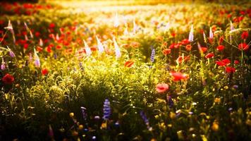 Sonnenuntergang auf dem Wildblumenfeld foto