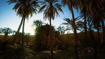 8k Wüstenoase mit Palmen und See foto