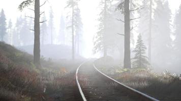 Leere Eisenbahn fährt morgens durch nebligen Wald foto