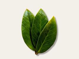 Drei Stapel grüner Blätter auf einem weißen Bildschirm foto