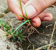 Foto von Händen, die Gras für Reinigungsarbeiten ziehen.