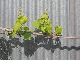 Vitis Weinrebenpflanze foto