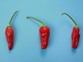 Draufsicht auf rote Chili mit blauem Hintergrund. geeignet zum würzen und kochen konzept foto