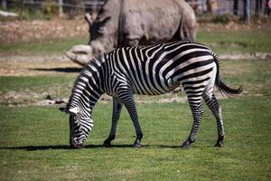 Zuschuss Zebra. Säugetier und Säugetiere. Landwelt und Fauna. Tierwelt und Zoologie. foto