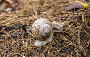 große Gartenschnecke im Schneckenhaus kriecht auf nasser Fahrbahn foto