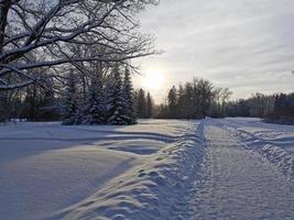 Winter im Pavlovsky Park weißer Schnee und kalte Bäume foto