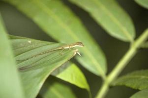 süße kleine Eidechse am Rand eines grünen Blattes. Natur. Entscheidung. Costa Rica foto