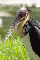 Marabou-Vogel auf grünem Gras im Zoo. foto