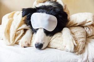 Stör mich nicht, lass mich schlafen. lustiger Welpe Border Collie mit schlafender Augenmaske lag auf Kissendecke im Bett kleiner Hund zu Hause liegend und schlafend. ruhe gute nacht schlaflosigkeit siesta entspannungskonzept foto