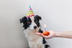 Lustiges Porträt eines süßen, lächelnden Hündchen-Border-Collie mit dummem Geburtstagshut, der Cupcake-Urlaubstorte mit einer Kerze isoliert auf weißem Hintergrund betrachtet. alles gute zum geburtstag partykonzept. foto