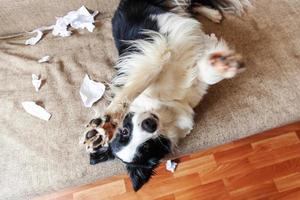 Frecher, verspielter Welpe, Border Collie, nachdem Unfug Toilettenpapier auf der Couch zu Hause beißt. Schuldiger Hund und zerstörtes Wohnzimmer. Beschädige ein unordentliches Zuhause und einen Welpen mit einem lustigen, schuldigen Blick. foto