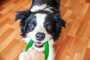 lustiges porträt des niedlichen smilling hündchen-border-collies, der buntes grünes spielzeug im mund hält. neues nettes Familienmitglied kleiner Hund zu Hause spielt mit dem Besitzer. Haustierpflege und Tierkonzept. foto