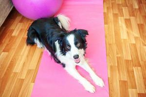 lustiger Hund Border Collie praktiziert Yogastunde drinnen. Welpe macht Yoga-Asana-Pose auf rosa Yogamatte zu Hause. Ruhe und Entspannung während der Quarantäne. Fitnessstudio zu Hause trainieren. foto