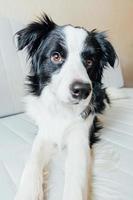 Lustiges Porträt eines süßen, lächelnden Hündchen-Border-Collie auf der Couch im Innenbereich. neues nettes Mitglied der Familie kleiner Hund zu Hause, der anstarrt und wartet. Haustierpflege und Tierkonzept. foto