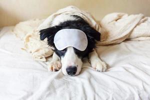 Stör mich nicht, lass mich schlafen. lustiger Welpe Border Collie mit schlafender Augenmaske lag auf Kissendecke im Bett kleiner Hund zu Hause liegend und schlafend. ruhe gute nacht schlaflosigkeit siesta entspannungskonzept foto