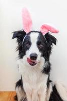 frohes ostern-konzept. Lustiges Porträt eines süßen, lächelnden Hündchen-Border-Collie mit Osterhasenohren auf weißem Hintergrund zu Hause. Vorbereitung auf den Urlaub. Frühlingsgrußkarte. foto