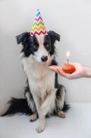 Lustiges Porträt eines süßen, lächelnden Hündchen-Border-Collie mit dummem Geburtstagshut, der Cupcake-Urlaubstorte mit einer Kerze isoliert auf weißem Hintergrund betrachtet. alles gute zum geburtstag partykonzept. foto