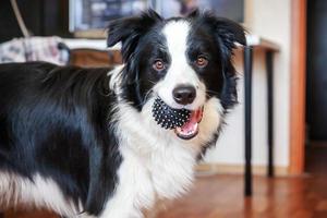 lustiges porträt des süßen, lächelnden welpen-hunde-border-collie, der spielzeugball im mund hält. neues nettes Familienmitglied kleiner Hund zu Hause spielt mit dem Besitzer. Haustierpflege und Tierkonzept. foto