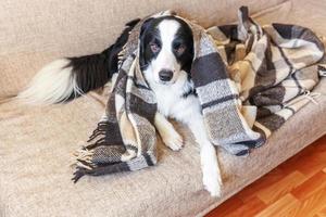 zu Hause bleiben. lustiges Porträt von Hündchen-Border-Collie, das drinnen auf der Couch unter Plaid liegt. neues nettes Familienmitglied kleiner Hund zu Hause, der sich unter der Decke wärmt. tierpflege tierleben quarantänekonzept. foto