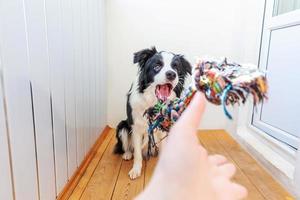 Lustiges Porträt eines süßen, lächelnden Hündchen-Border-Collie, der buntes Seilspielzeug im Mund hält. neues nettes Familienmitglied kleiner Hund zu Hause spielt mit dem Besitzer. Haustierpflege und Tierkonzept. foto