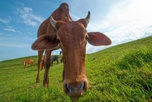 Kühe grasen auf einer üppigen Wiese foto