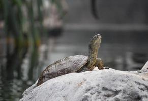 Schildkröte Reptil Tier foto