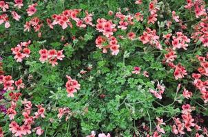 Geranium Blume Storchschnabel Plantae Magnoliophyta Eudicots Geran foto