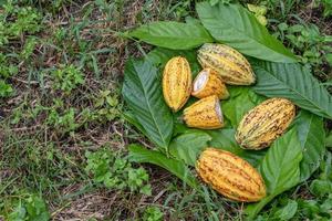 Halbierte Kakaoschoten und frische Kakaofrüchte foto