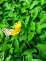 Schmetterling mit geschlossenen Flügeln auf einer weißen Blume. hochwertiges Foto. selektiver Fokus foto