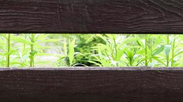 Ein brauner Holzzaun aus horizontalen Brettern mit grünem Gras dahinter. Platz kopieren. schöner frühlings- und sommerhintergrund mit platz für ihren text oder logo. foto