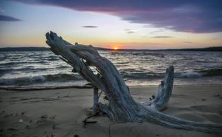 toter Baum von Lake Superior Uferlinie mit Sonnenuntergang Hintergrund foto