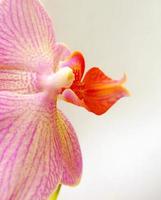 Orchideenblüte Makrofoto. Blütenblätter und Stößel Nahaufnahme Bild. Botanischer Hintergrund, Hintergrund für soziale Medien. foto