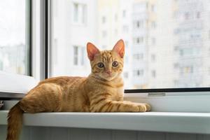 Red Tabby Kitten liegt auf der Fensterbank. Anti-Moskito-Anti-Vandalismus-Anti-Katzen-Schutznetz. foto