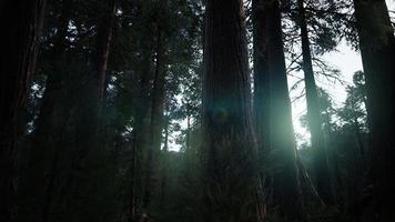Riesenmammutbäume im Sommer im Sequoia National Park, Kalifornien foto