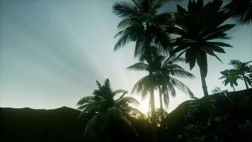 Sonnenuntergang strahlt durch Palmen foto