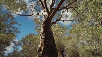 Eukalyptus im roten Zentrum Australiens foto