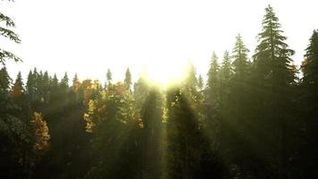 Hang mit Nadelwald im Nebel auf einer Wiese in den Bergen foto