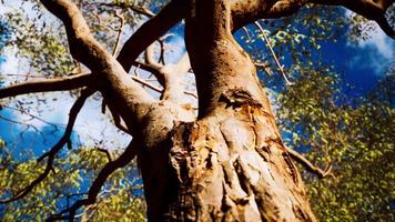 Eukalyptus im roten Zentrum Australiens foto