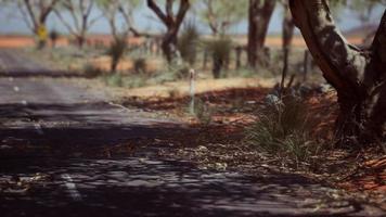 Outback Road mit trockenem Gras und Bäumen foto