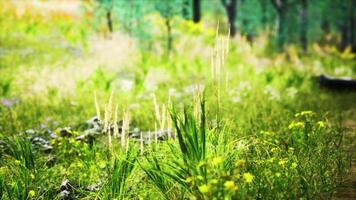 Wiese und Waldbäume foto