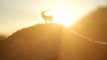 Hirschmännchen im Wald bei Sonnenuntergang foto