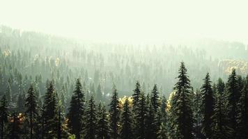 Sonnenlicht im Fichtenwald im Nebel auf dem Hintergrund der Berge bei Sonnenuntergang foto